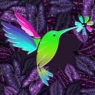 Hummingbird Animations